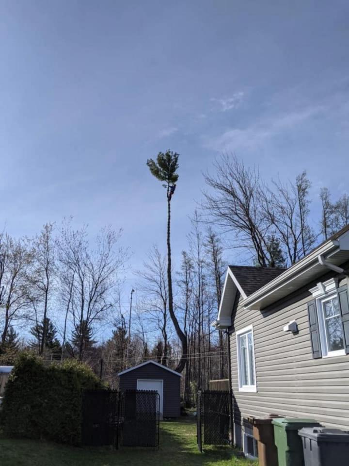 Élagage victoriaville