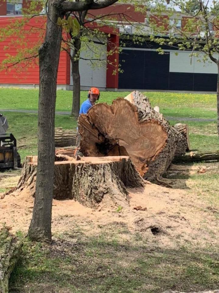 Abattage d'arbres Victoriaville