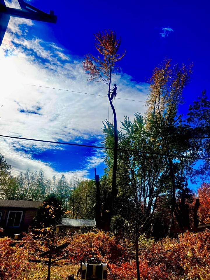 Abattage d'arbres Victoriaville