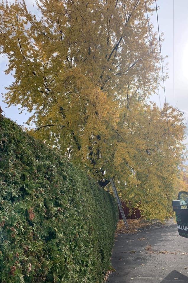 Travaux d’élagage Victoriaville