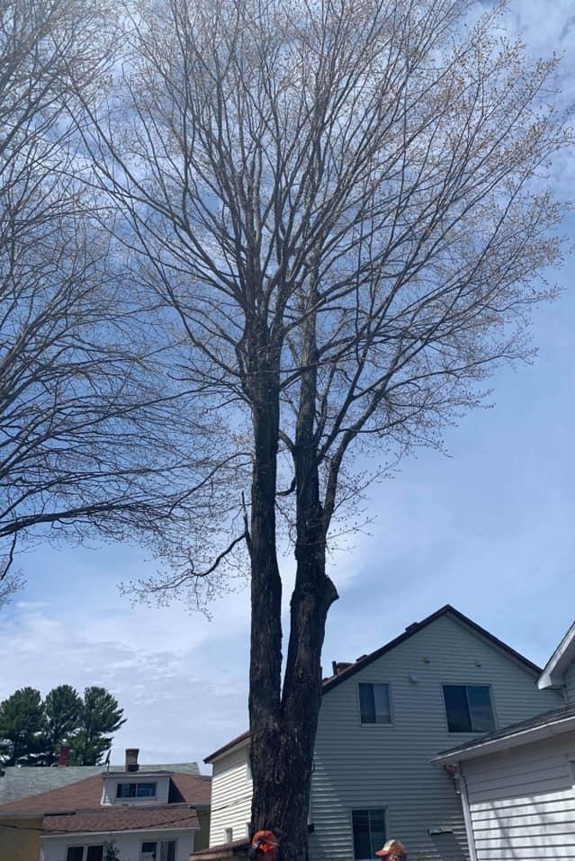 Abattage d'arbres Victoriaville