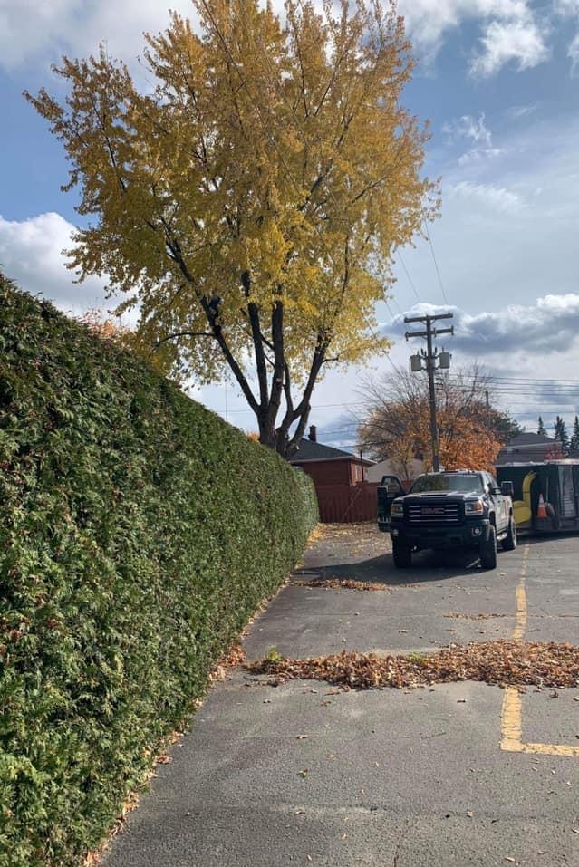 Élagage victoriaville