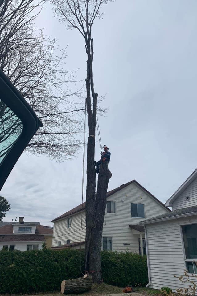 élagage Victoriaville