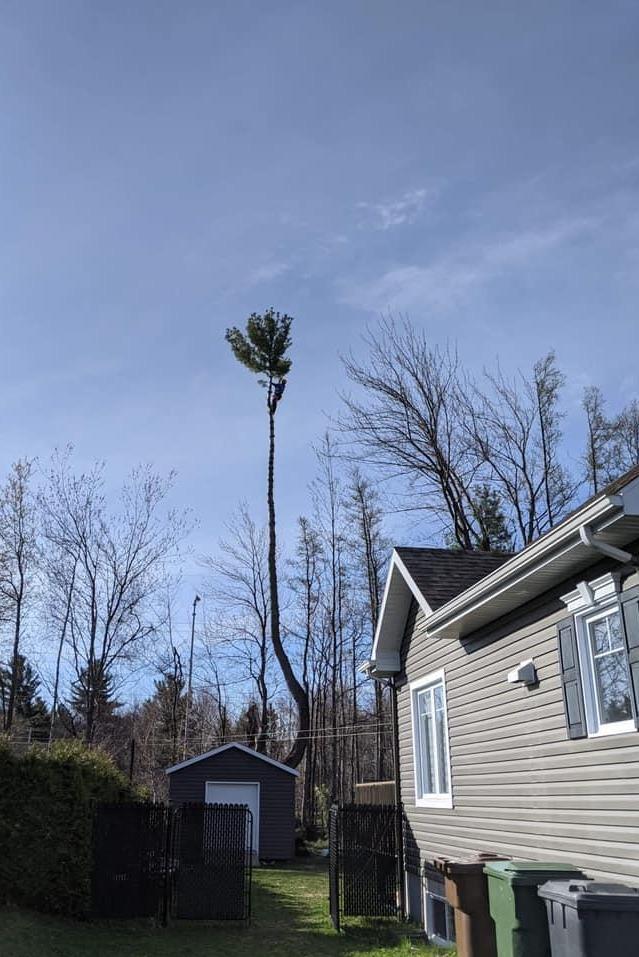  Abattage d'arbres Victoriaville