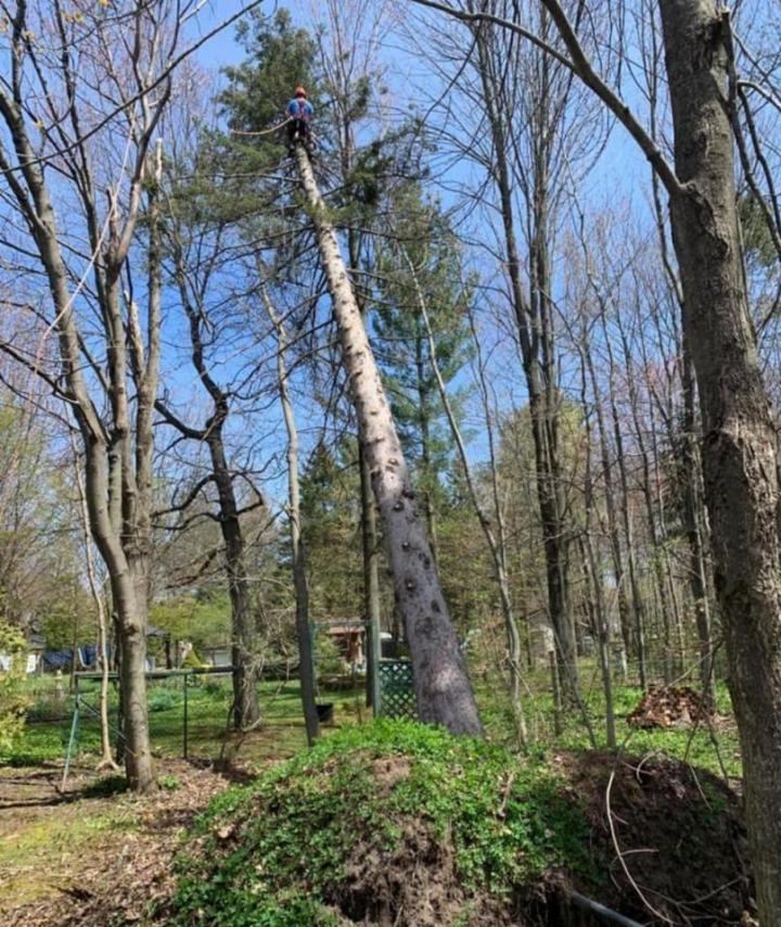 Travaux d’essouchage Victoriaville