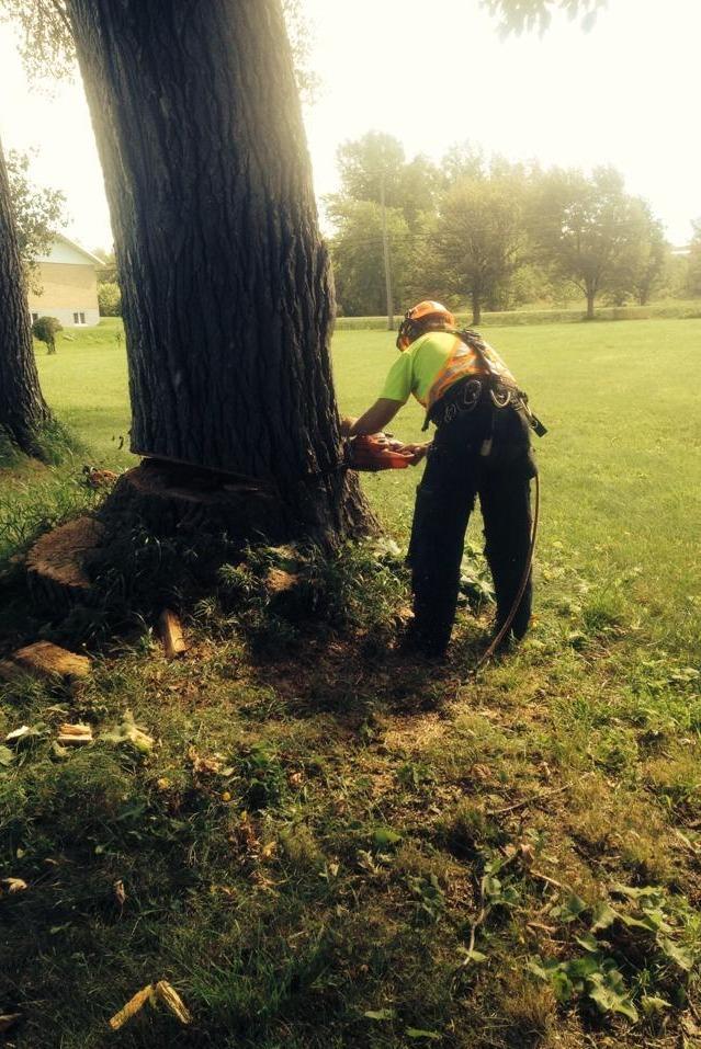 déboisement Victoriaville