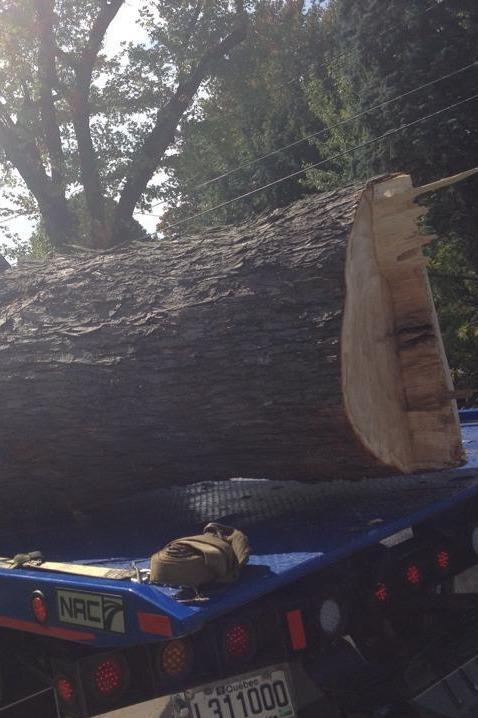 Service de déboisement Victoriaville 