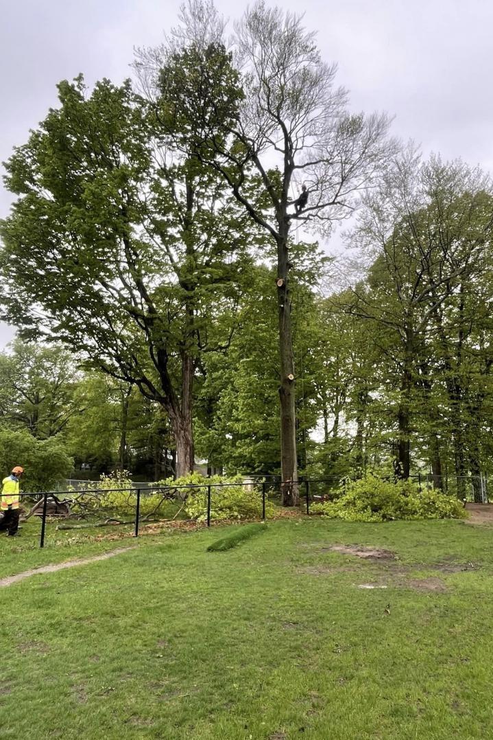 élagage Victoriaville