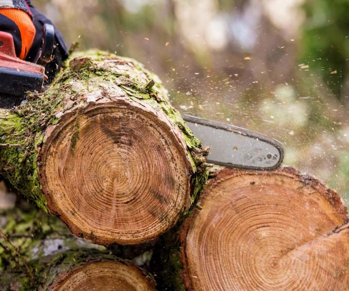Service d'arboriculteur à Plessisville